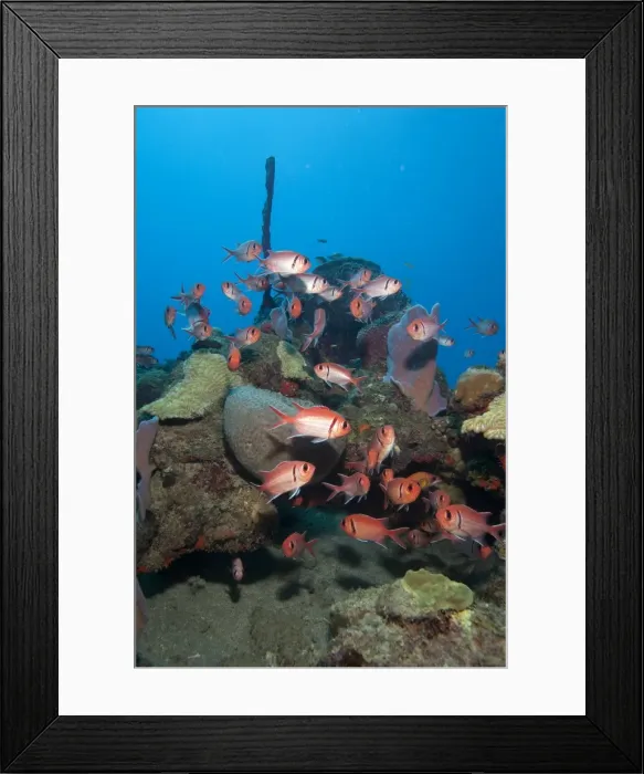 Framed Print : School of blackbar soldierfish (Myripristis jacobus), Dominica, West Indies, Caribbean, Central America Framed Print : School of blackbar soldierfish (Myripristis jacobus), Dominica, West Indies, Caribbean, Central America