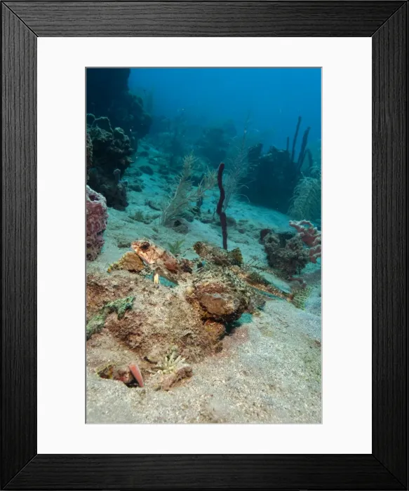 Framed Print : Flying gurnard (Dactylopterus volitans), one male and one female, Dominica, West Indies, Caribbean, Central America Framed Print : Flying gurnard (Dactylopterus volitans), one male and one female, Dominica, West Indies, Caribbean, Central America