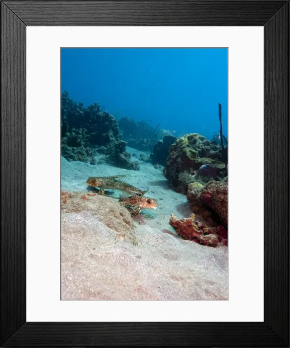 Framed Print : Flying gurnard (Dactylopterus volitans), one male and one female, Dominica, West Indies, Caribbean, Central America Framed Print : Flying gurnard (Dactylopterus volitans), one male and one female, Dominica, West Indies, Caribbean, Central America