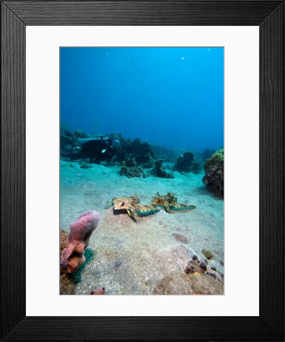 Framed Print : Flying gurnard (Dactylopterus volitans), one male and one female, Dominica, West Indies, Caribbean, Central America Framed Print : Flying gurnard (Dactylopterus volitans), one male and one female, Dominica, West Indies, Caribbean, Central America