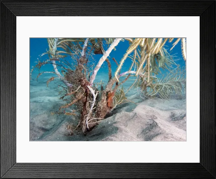 Framed Print : Longsnout seahorse (Hippocampus reidi), Dominica, West Indies, Caribbean, Central America