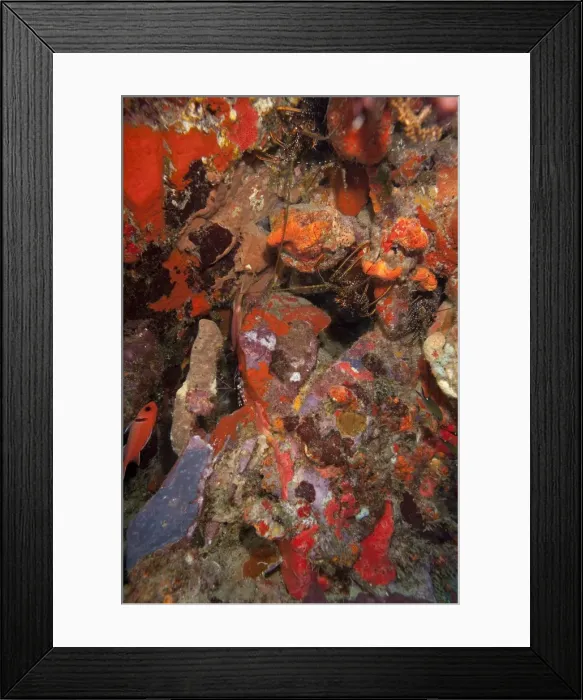 Framed Print : Caribbean lobster in coral wall, Dominica, West Indies, Caribbean, Central America Framed Print : Caribbean lobster in coral wall, Dominica, West Indies, Caribbean, Central America