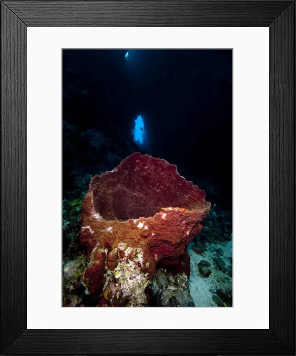 Framed Print : Swim through with giant sponge, Dominica, West Indies, Caribbean, Central America Framed Print : Swim through with giant sponge, Dominica, West Indies, Caribbean, Central America