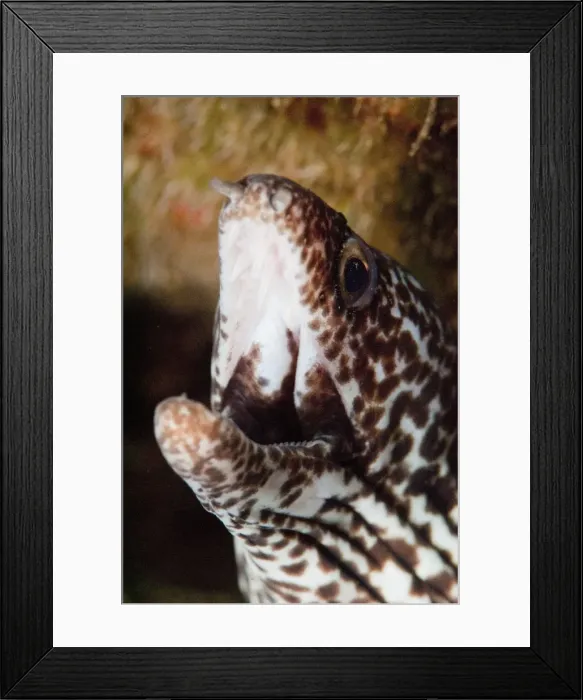 Framed Print : Spotted moray eel (Gymnothorax moringa), Dominica, West Indies, Caribbean, Central America Framed Print : Spotted moray eel (Gymnothorax moringa), Dominica, West Indies, Caribbean, Central America