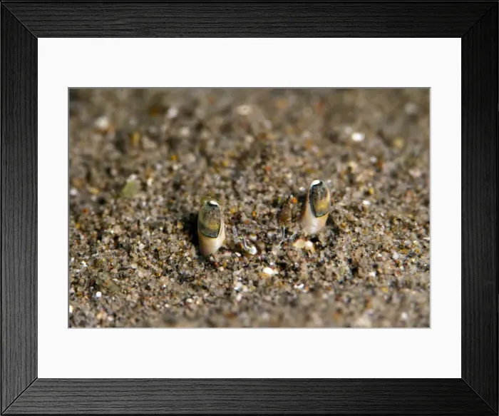 Framed Print : Crab eyes, Dominica, West Indies, Caribbean, Central America Framed Print : Crab eyes, Dominica, West Indies, Caribbean, Central America
