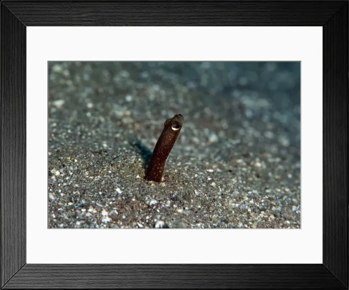 Framed Print : Brown garden eel (Heteroconger halis), Dominica, West Indies, Caribbean, Central America Framed Print : Brown garden eel (Heteroconger halis), Dominica, West Indies, Caribbean, Central America