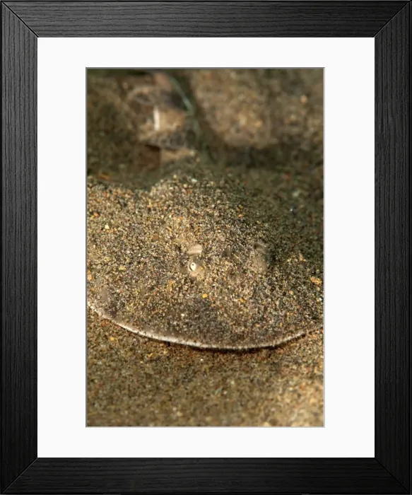 Framed Print : Lesser electric ray (Narcine brasiliensis), Dominica, West Indies, Caribbean, Central America Framed Print : Lesser electric ray (Narcine brasiliensis), Dominica, West Indies, Caribbean, Central America