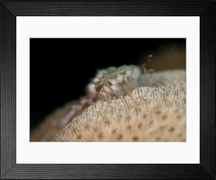 Framed Print : Fireworm (Hermodice carunculate), Dominica, West Indies, Caribbean, Central America Framed Print : Fireworm (Hermodice carunculate), Dominica, West Indies, Caribbean, Central America