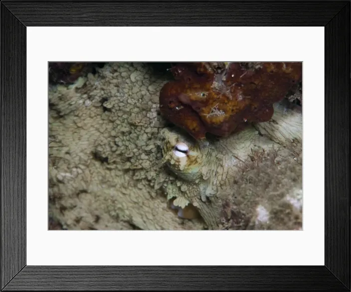 Framed Print : Octopus, Dominica, West Indies, Caribbean, Central America Framed Print : Octopus, Dominica, West Indies, Caribbean, Central America