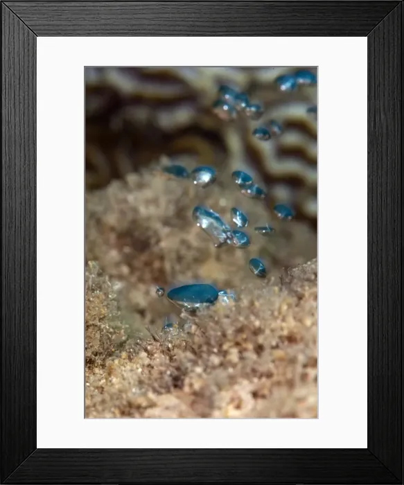 Framed Print : Hot water bubbles produced by the volcanic rock, Dominica, West Indies, Caribbean, Central America Framed Print : Hot water bubbles produced by the volcanic rock, Dominica, West Indies, Caribbean, Central America