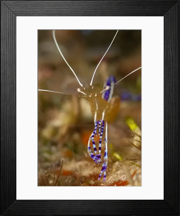 Framed Print : Pederson shrimp (Periclimenes pedersoni), Dominica, West Indies, Caribbean, Central America Framed Print : Pederson shrimp (Periclimenes pedersoni), Dominica, West Indies, Caribbean, Central America