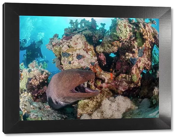 Two scuba divers, giant moray (Gymnothorax javanicus) with open mouth, and coral reef, Ras Mohammed National Park, Red Sea, Egypt, North Africa, Africa
