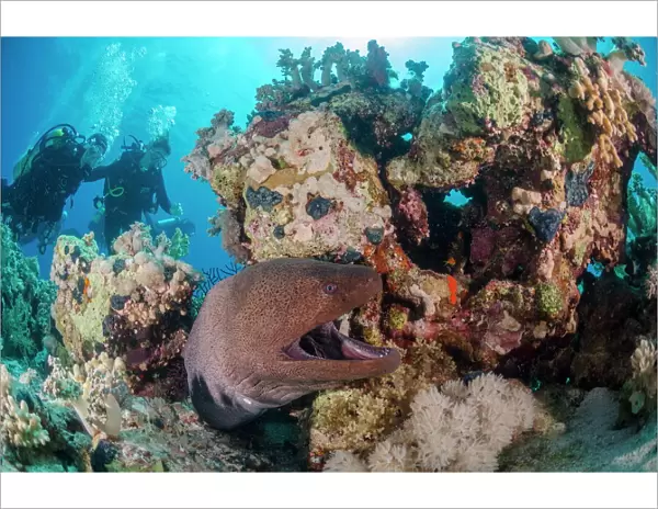 Two scuba divers, giant moray (Gymnothorax javanicus) with open mouth, and coral reef, Ras Mohammed National Park, Red Sea, Egypt, North Africa, Africa