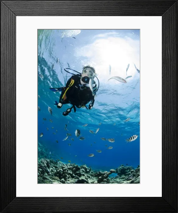 Framed Print : One scuba diver diving in shallow water, surrounded by fish, Ras Mohammed National Park, Red Sea, Egypt, North Africa, Africa Framed Print : One scuba diver diving in shallow water, surrounded by fish, Ras Mohammed National Park, Red Sea, Egypt, North Africa, Africa