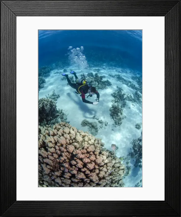 Framed Print : High angle view of a scuba diver diving in shallow water close to coral reef, Ras Mohammed National Park, Red Sea, Egypt, North Africa, Africa Framed Print : High angle view of a scuba diver diving in shallow water close to coral reef, Ras Mohammed National Park, Red Sea, Egypt, North Africa, Africa