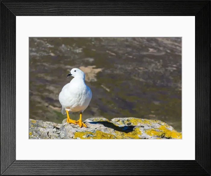 Framed Print : Adult male kelp goose (Chloephaga hybrida), New Island, Falkland Islands, South Atlantic Ocean, South America Framed Print : Adult male kelp goose (Chloephaga hybrida), New Island, Falkland Islands, South Atlantic Ocean, South America