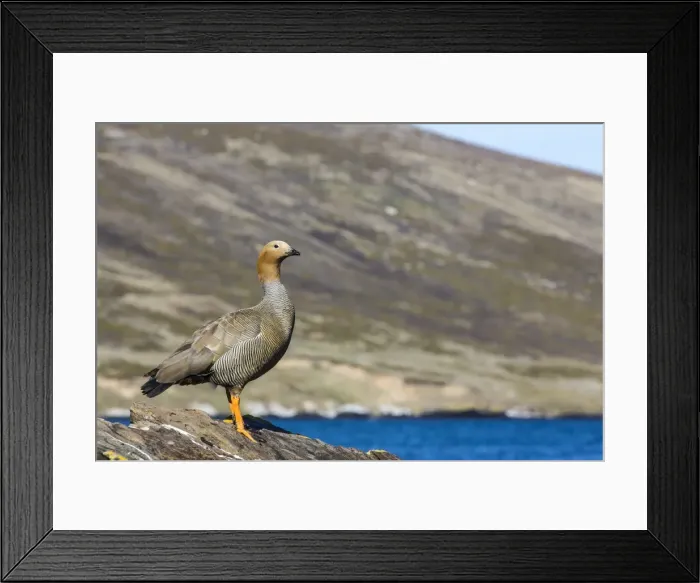 Framed Print : Adult ruddy-headed goose (Chloephaga rubidiceps), Carcass Island, Falkland Islands, South Atlantic Ocean, South America Framed Print : Adult ruddy-headed goose (Chloephaga rubidiceps), Carcass Island, Falkland Islands, South Atlantic Ocean, South America