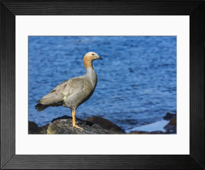 Framed Print : Adult ruddy-headed goose (Chloephaga rubidiceps), Carcass Island, Falkland Islands, South Atlantic Ocean, South America Framed Print : Adult ruddy-headed goose (Chloephaga rubidiceps), Carcass Island, Falkland Islands, South Atlantic Ocean, South America