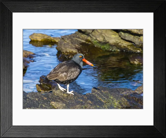 Framed Print : Adult blackish oystercatcher (Haematopus ater), Carcass Island, Falklands, South Atlantic Ocean, South America Framed Print : Adult blackish oystercatcher (Haematopus ater), Carcass Island, Falklands, South Atlantic Ocean, South America
