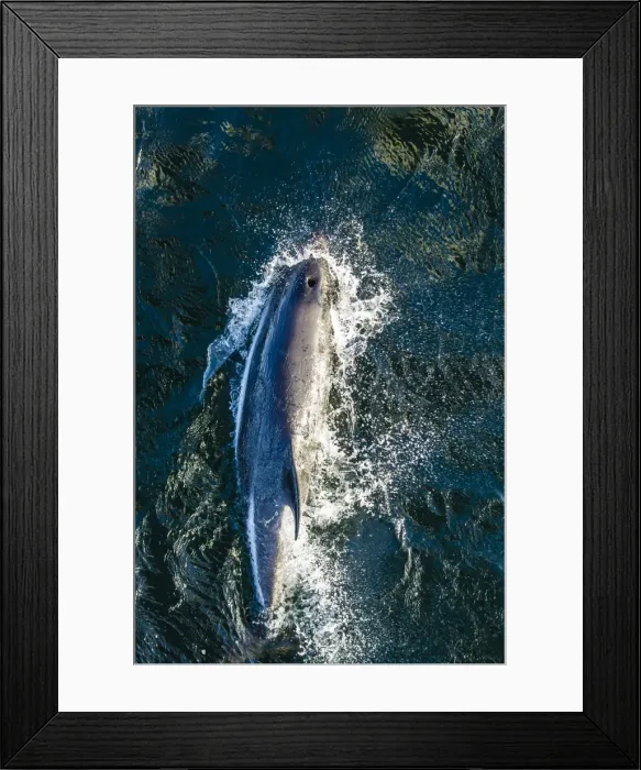 Framed Print : Adult Peales dolphin (Lagenorhynchus australis) bow-riding, New Island, Falkland Islands, South Atlantic Ocean, South America Framed Print : Adult Peales dolphin (Lagenorhynchus australis) bow-riding, New Island, Falkland Islands, South Atlantic Ocean, South America