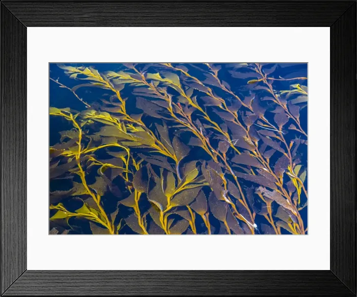 Framed Print : Giant kelp (Macrocystes pyrifera), Gypsy Cove, Stanley, East Falkland Island, South Atlantic Ocean, South America Framed Print : Giant kelp (Macrocystes pyrifera), Gypsy Cove, Stanley, East Falkland Island, South Atlantic Ocean, South America
