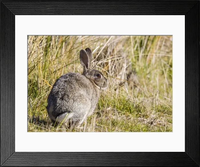 Framed Print : Introduced adult European rabbit (Oryctolagus cuniculus), New Island, Falklands, South Atlantic Ocean, South America Framed Print : Introduced adult European rabbit (Oryctolagus cuniculus), New Island, Falklands, South Atlantic Ocean, South America