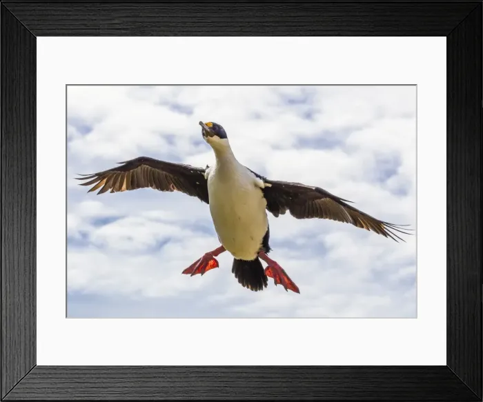 Framed Print : Imperial shag (Phalacrocorax atriceps albiventer) in flight, New Island, Falkland Islands, South Atlantic Ocean, South America Framed Print : Imperial shag (Phalacrocorax atriceps albiventer) in flight, New Island, Falkland Islands, South Atlantic Ocean, South America