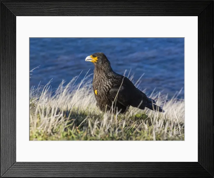 Framed Print : Striated caracara (Phalcoboenus australis), Carcass Island, Falkland Islands, South Atlantic Ocean, South America Framed Print : Striated caracara (Phalcoboenus australis), Carcass Island, Falkland Islands, South Atlantic Ocean, South America