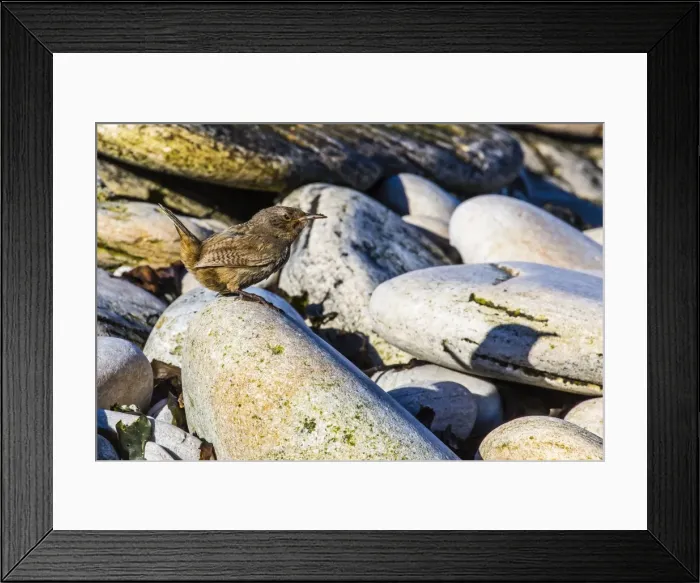 Framed Print : Adult Cobbs wren (Troglodytes cobbi), Carcass Island, South Atlantic Ocean, South America Framed Print : Adult Cobbs wren (Troglodytes cobbi), Carcass Island, South Atlantic Ocean, South America