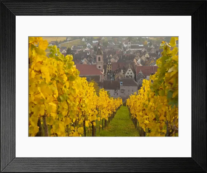 Framed Print : View of Riquewihr and vineyards in autumn, Riquewihr, Alsace, France, Europe Framed Print : View of Riquewihr and vineyards in autumn, Riquewihr, Alsace, France, Europe