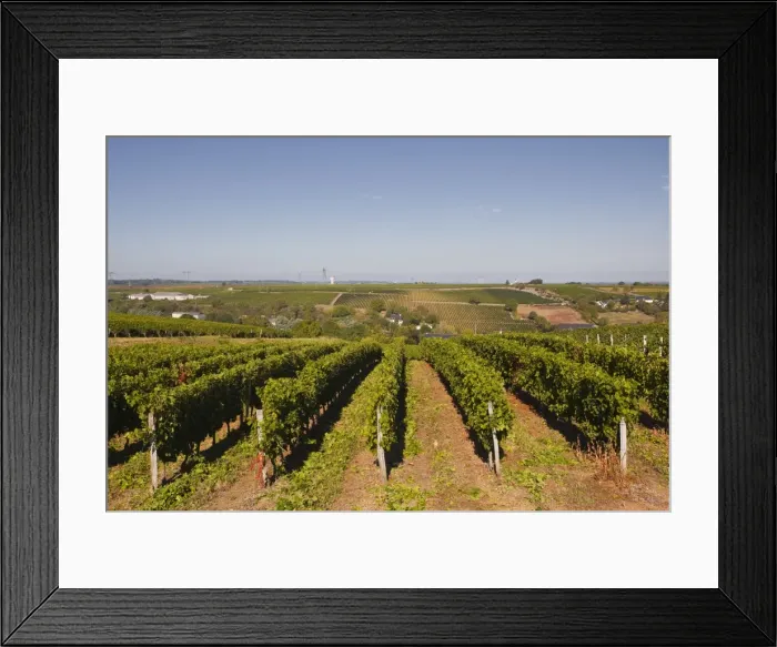 Framed Print : Cabernet Franc grapes growing in a Montsoreau vineyard, Maine-et-Loire, France, Europe Framed Print : Cabernet Franc grapes growing in a Montsoreau vineyard, Maine-et-Loire, France, Europe