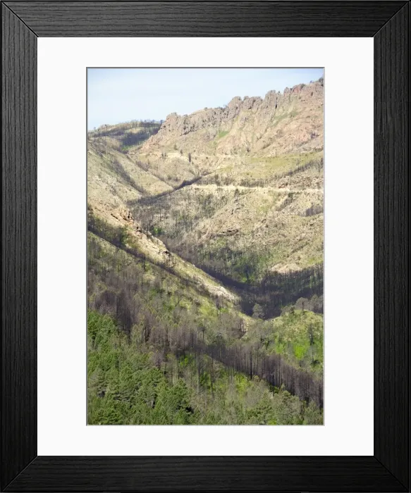 Framed Print : Aftermath of major forest fire in Corsicas National Park (Parc Naturel Regional de Corse), a year on, Aullene, Corsica, France, Europe Framed Print : Aftermath of major forest fire in Corsicas National Park (Parc Naturel Regional de Corse), a year on, Aullene, Corsica, France, Europe