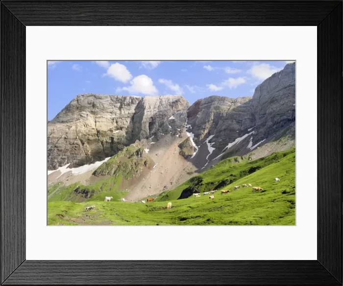 Framed Print : Lourdaise domestic cattle (Bos taurus) grazing pastureland at 2100m at the Cirque de Troumouse, Pyrenees National Park, Hautes-Pyrenees, France, Europe Framed Print : Lourdaise domestic cattle (Bos taurus) grazing pastureland at 2100m at the Cirque de Troumouse, Pyrenees National Park, Hautes-Pyrenees, France, Europe