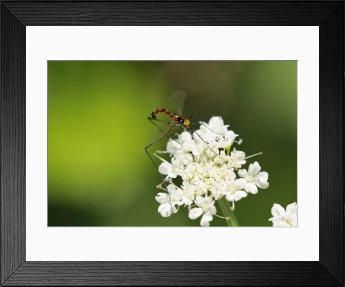Framed Print : A rare net-winged midge (Apistomyia elegans) feeding on umbel flowers by an unpolluted mountain stream, Corsica, France, Europe Framed Print : A rare net-winged midge (Apistomyia elegans) feeding on umbel flowers by an unpolluted mountain stream, Corsica, France, Europe
