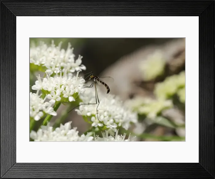 Framed Print : A rare net-winged midge (Apistomyia elegans) feeding on umbel flowers by an unpolluted mountain stream, Corsica, France, Europe Framed Print : A rare net-winged midge (Apistomyia elegans) feeding on umbel flowers by an unpolluted mountain stream, Corsica, France, Europe