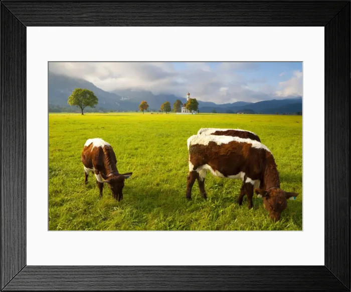 Framed Print : Cattle grazing with Saint Koloman Church and Neuschwanstein Castle in the background, near Fussen, Bavaria, Germany, Europe Framed Print : Cattle grazing with Saint Koloman Church and Neuschwanstein Castle in the background, near Fussen, Bavaria, Germany, Europe