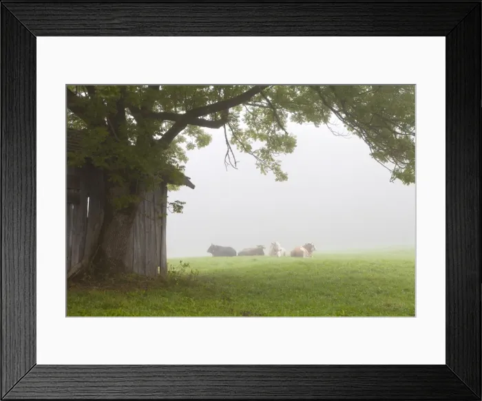 Framed Print : Cattle in fog, near Fussen, Bavaria, Germany, Europe Framed Print : Cattle in fog, near Fussen, Bavaria, Germany, Europe