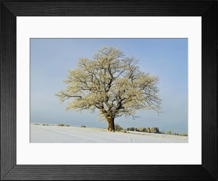 Framed Print : Oak tree with hoar frost, near Villingen-Schwenningen, Schwarzwald-Baar, Baden-Wurttemberg, Germany, Europe Framed Print : Oak tree with hoar frost, near Villingen-Schwenningen, Schwarzwald-Baar, Baden-Wurttemberg, Germany, Europe