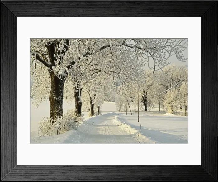 Framed Print : Beech trees with hoar frost, near Villingen-Schwenningen, Schwarzwald-Baar, Baden-Wurttemberg, Germany, Europe Framed Print : Beech trees with hoar frost, near Villingen-Schwenningen, Schwarzwald-Baar, Baden-Wurttemberg, Germany, Europe