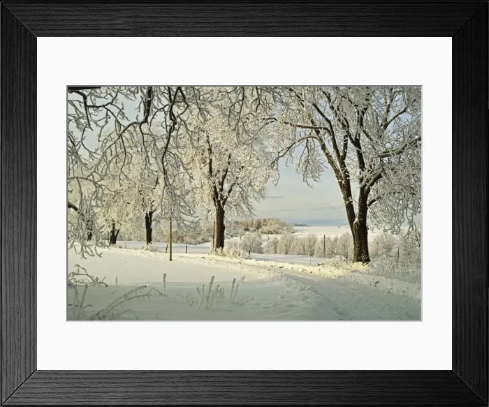 Framed Print : Beech trees with hoar frost, near Villingen-Schwenningen, Schwarzwald-Baar, Baden-Wurttemberg, Germany, Europe Framed Print : Beech trees with hoar frost, near Villingen-Schwenningen, Schwarzwald-Baar, Baden-Wurttemberg, Germany, Europe