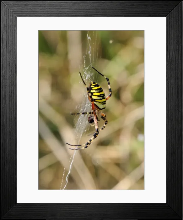 Framed Print : Wasp orb web spider (Argiope bruennichi) with prey, near Marburg, Hesse, Germany, Europe Framed Print : Wasp orb web spider (Argiope bruennichi) with prey, near Marburg, Hesse, Germany, Europe