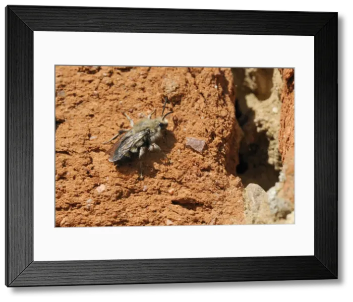 Framed Print : Cuckoo bee (Melecta albifrons) a parasite of solitary bees, searching an old wall for host nests, Brandenburg, Germany, Europe Framed Print : Cuckoo bee (Melecta albifrons) a parasite of solitary bees, searching an old wall for host nests, Brandenburg, Germany, Europe