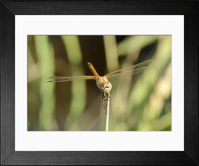 Framed Print : Female red-winged darter dragonfly (Sympetrum fonscolombii) female, clasping spiky stem of Juncus rush, Lesbos (Lesvos), Greece, Europe Framed Print : Female red-winged darter dragonfly (Sympetrum fonscolombii) female, clasping spiky stem of Juncus rush, Lesbos (Lesvos), Greece, Europe