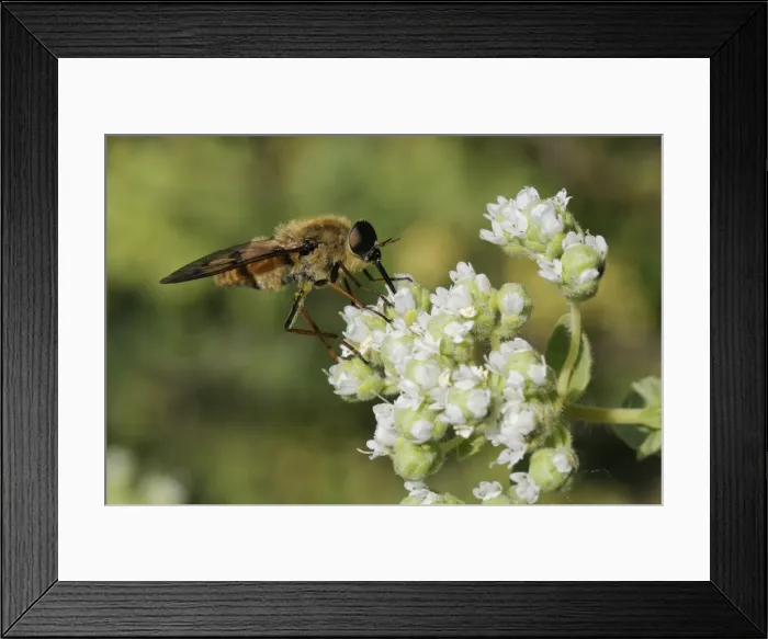 Framed Print : Horse fly (Pangonius pyritosus) foraging for nectar on Cretan oregano (Origanum onites) flowers, Lesbos (Lesvos), Greece, Europe Framed Print : Horse fly (Pangonius pyritosus) foraging for nectar on Cretan oregano (Origanum onites) flowers, Lesbos (Lesvos), Greece, Europe