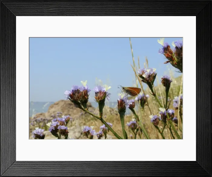 Framed Print : Small skipper (Thymelicus sylvestris) feeding from Winged sea lavender (Limonium sinuatum) flower, Lesbos (Lesvos), Greek Islands, Greece, Europe Framed Print : Small skipper (Thymelicus sylvestris) feeding from Winged sea lavender (Limonium sinuatum) flower, Lesbos (Lesvos), Greek Islands, Greece, Europe