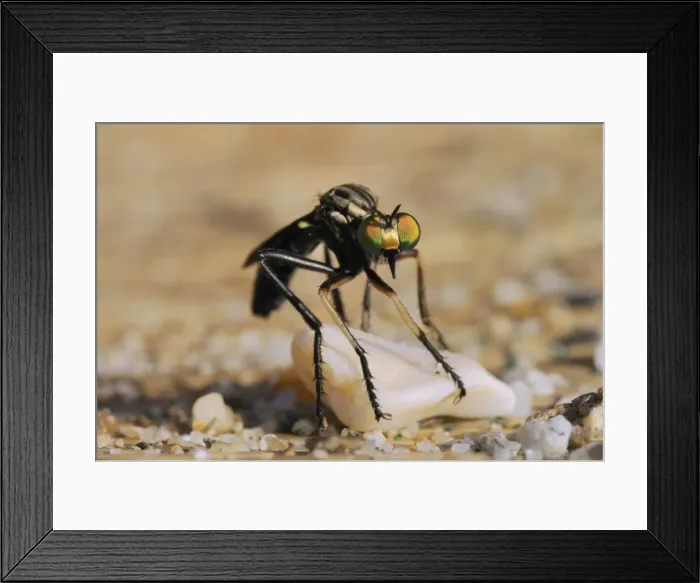 Framed Print : Robber fly (Saropogon sp. ) hunting for aerial prey from a beach mat covered with sand and pebbles, Samos, Greece, Europe
