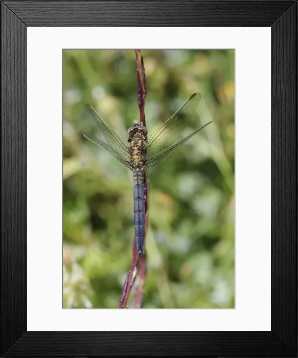 Framed Print : Young male keeled skimmer dragonfly (Orthetrum coerulescens), resting on plant stem, Lesbos (Lesvos), Greece, Europe Framed Print : Young male keeled skimmer dragonfly (Orthetrum coerulescens), resting on plant stem, Lesbos (Lesvos), Greece, Europe