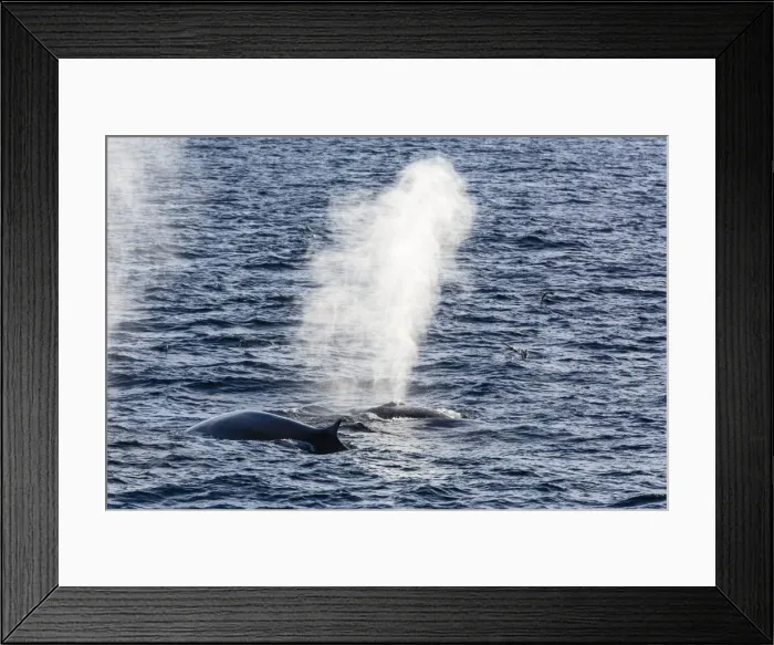 Framed Print : Fin whales (Balaenoptera physalus), Vikingbukta, Northeast Greenland, Polar Regions