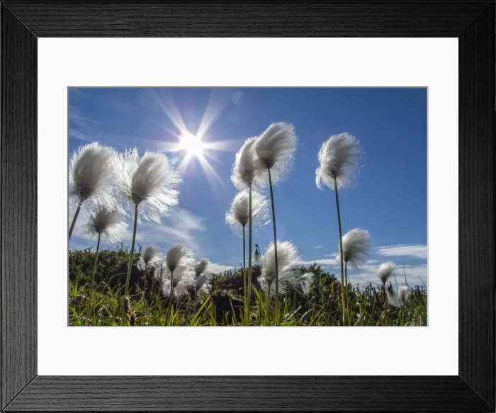 Framed Print : Arctic cottongrass (Eriophorum callitrix), Heckla Haven, Northeast Greenland, Polar Regions Framed Print : Arctic cottongrass (Eriophorum callitrix), Heckla Haven, Northeast Greenland, Polar Regions