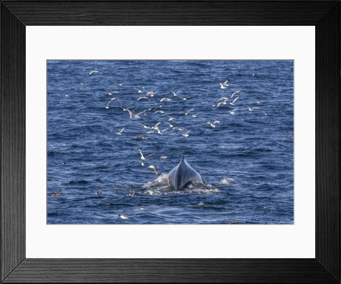Framed Print : Humpback whale (Megaptera novaeangliae), Vikingbukta, Northeast Greenland, Polar Regions Framed Print : Humpback whale (Megaptera novaeangliae), Vikingbukta, Northeast Greenland, Polar Regions